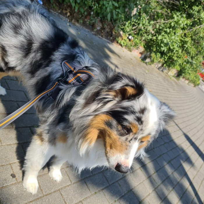 schulhund.jpeg